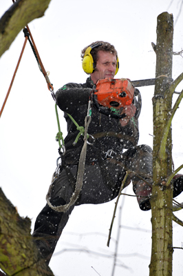 removing dead wood