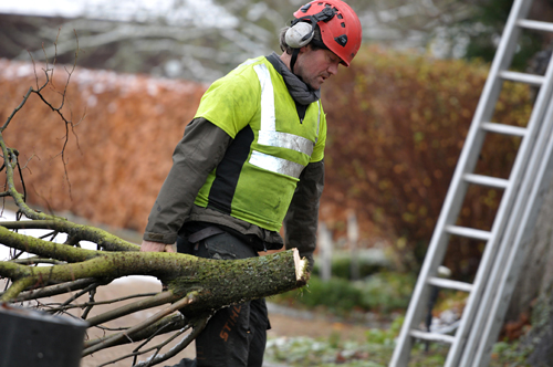 tree dismantling