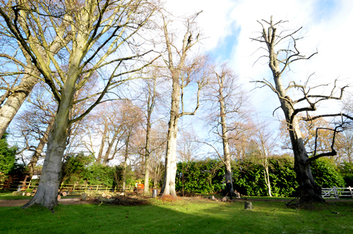 we provide all types of service related to trees Tim George Tree Services